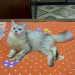 Traditional Persian 6 Month Female